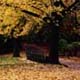 Central Park